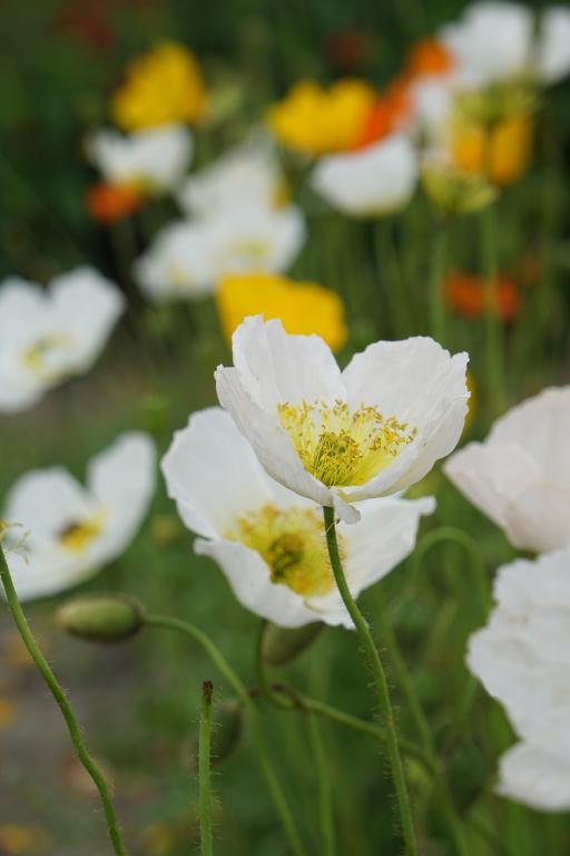 Papaver nudicaule, 'Champagne Bubbles' White, F1 Hybrid