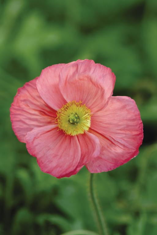 Papaver nudicaule, 'Champagne Bubbles' Pink, F1 Hybrid