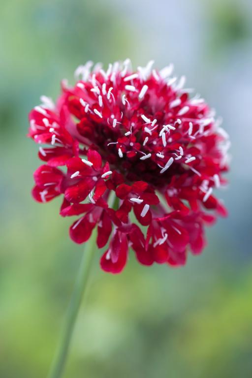 Scabiosa atropurpurea, 'Tall Double Red'