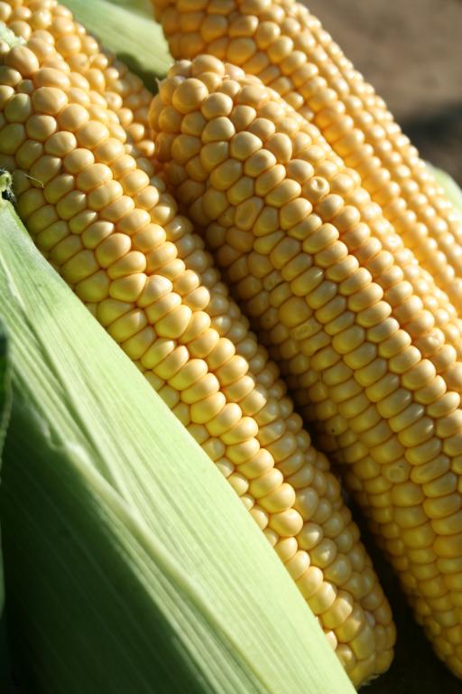 Sweetcorn, 'Earlibird', F1 Hybrid