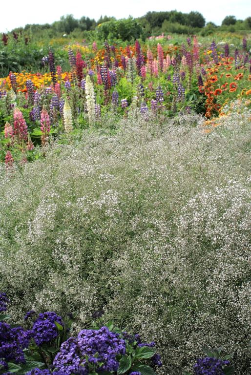 Gypsophila paniculata, 'Snowflake'