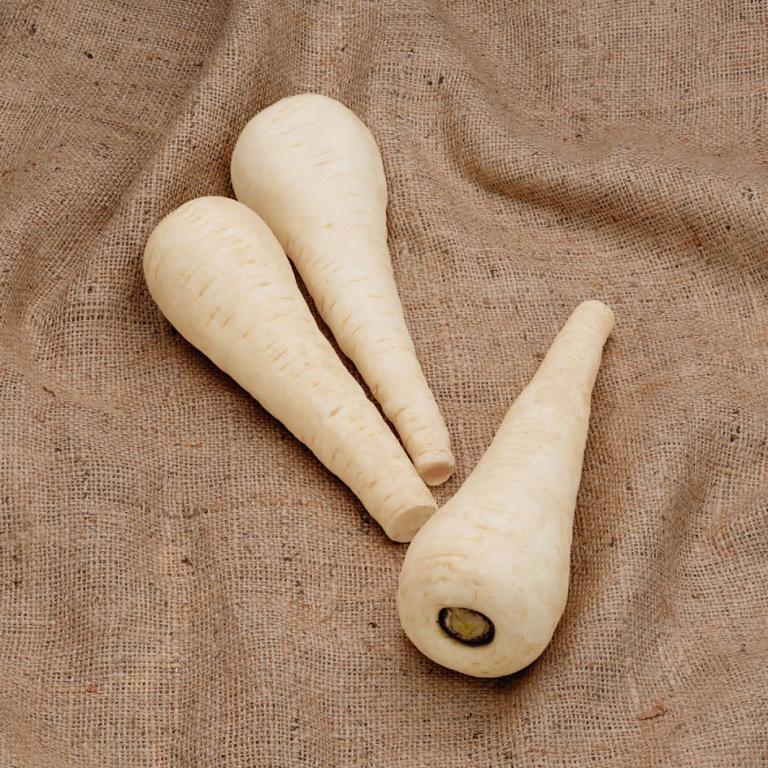 Parsnip, 'Gladiator', F1 Hybrid