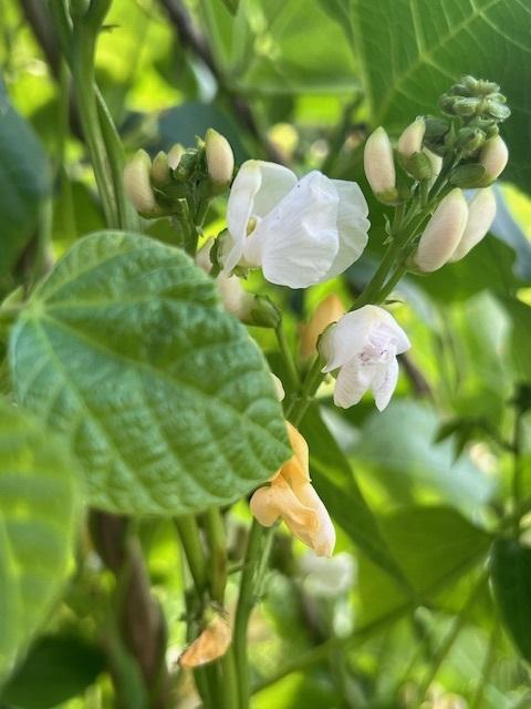 Bean, Runner, 'Moonlight'