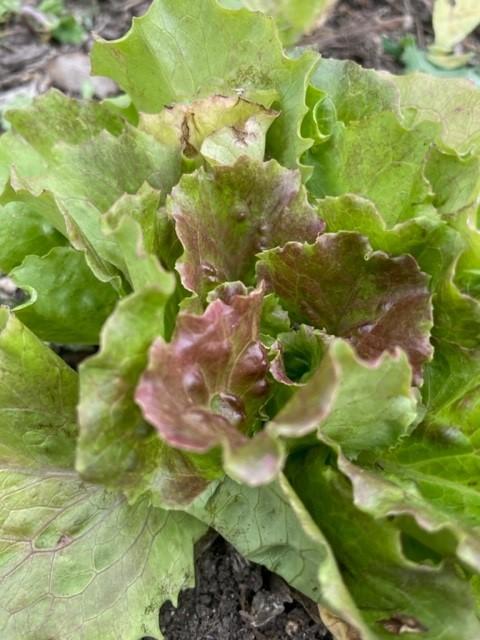 Lettuce, Butterhead, 'Maravilla de Verano'