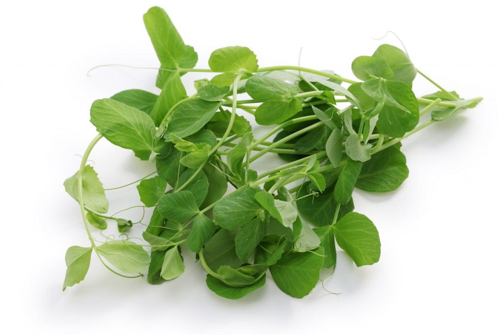 Salad Leaves Pea Shoots 'Serge'