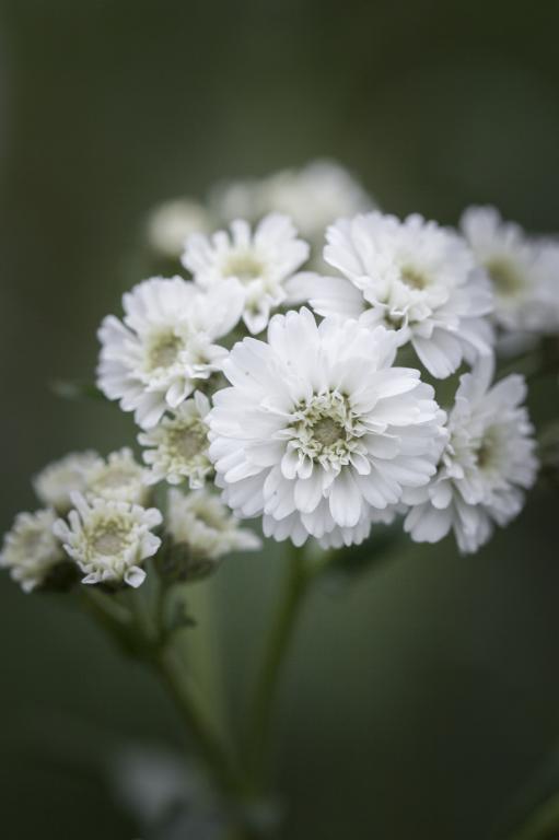 Achillea ptarmica, 'Double Diamond'