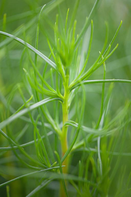 Agretti, 'Roscano'
