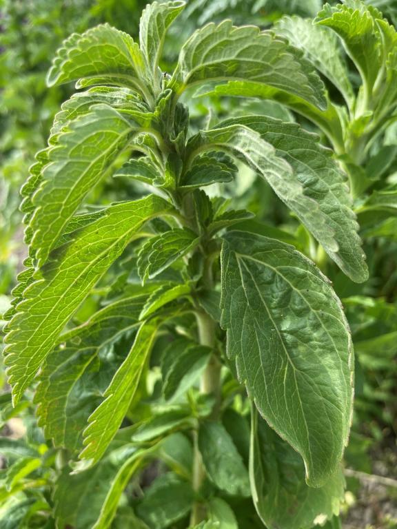Stevia rebaudiana