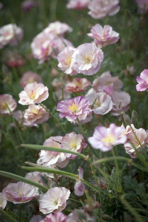 Eschscholzia californica, 'Thai Silk Appleblossom Chiffon'