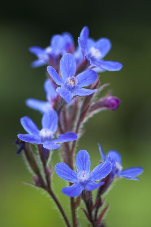 Anchusa capensis, 'Blue Angel'