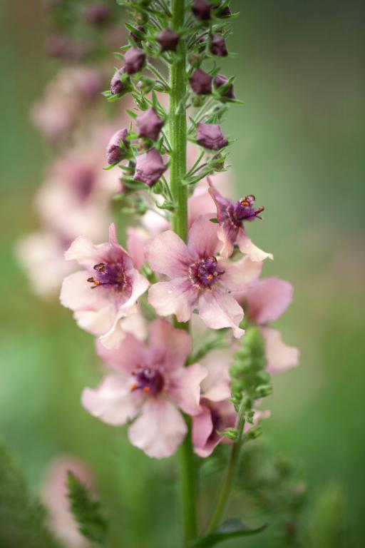 Verbascum hybridum, 'Southern Charm'
