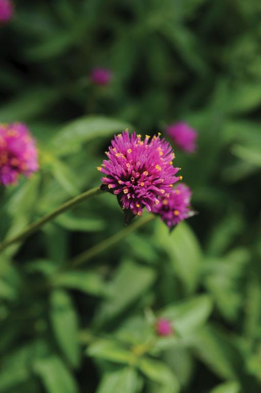 Gomphrena pulchella, 'Fireworks'