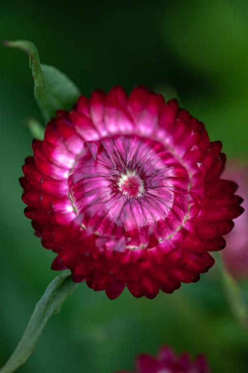 Helichrysum bracteatum, Bright Rose