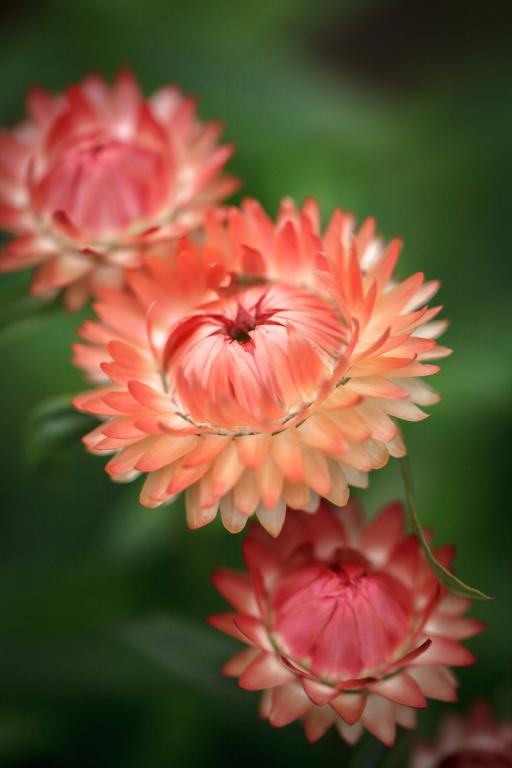 Helichrysum bracteatum, Salmon Rose
