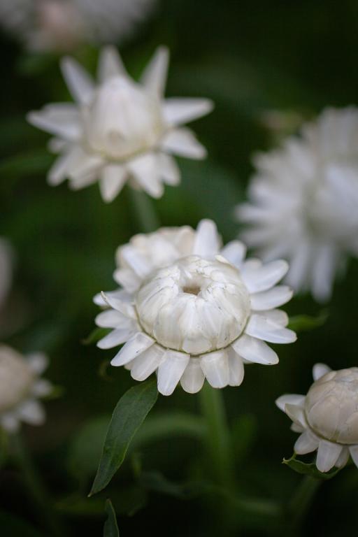 Helichrysum bracteatum, White