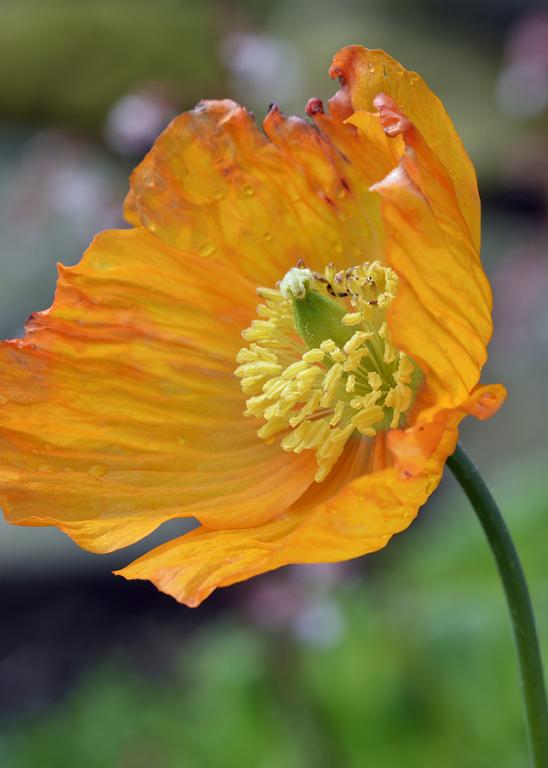 Papaver atlanticum