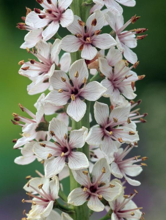 Lysimachia ephemerum