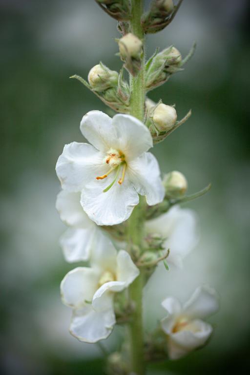 Verbascum phlomoides, 'Spica'