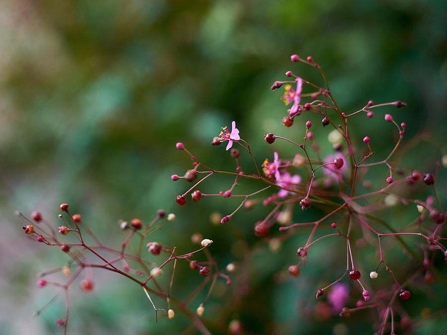 Talinum paniculatum, 'Verde'