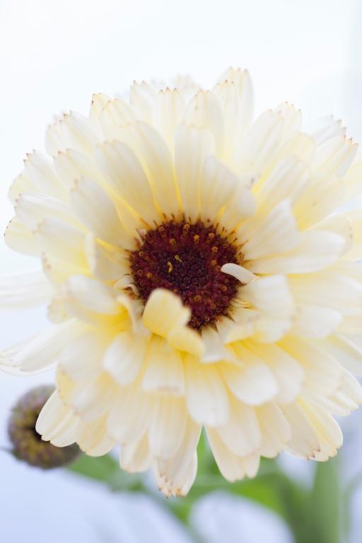 Calendula officinalis, 'Snow Princess'