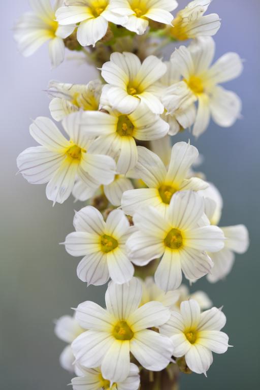 Sisyrinchium striatum
