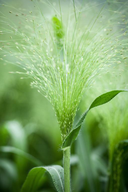 Panicum elegans, 'Sprinkles'