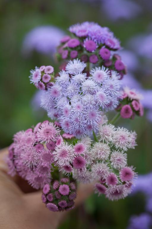 Ageratum houstonianum, 'Timeless' Mixture