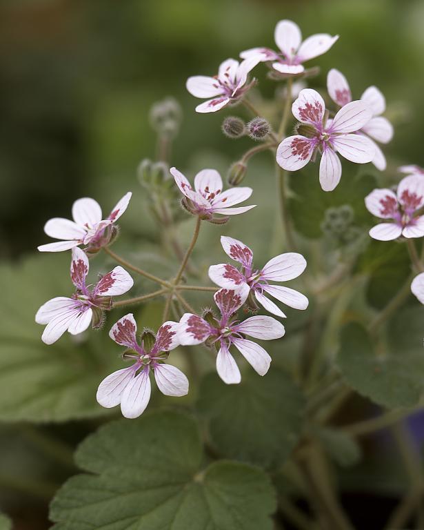 Erodium trifolium, 'Sweetheart'