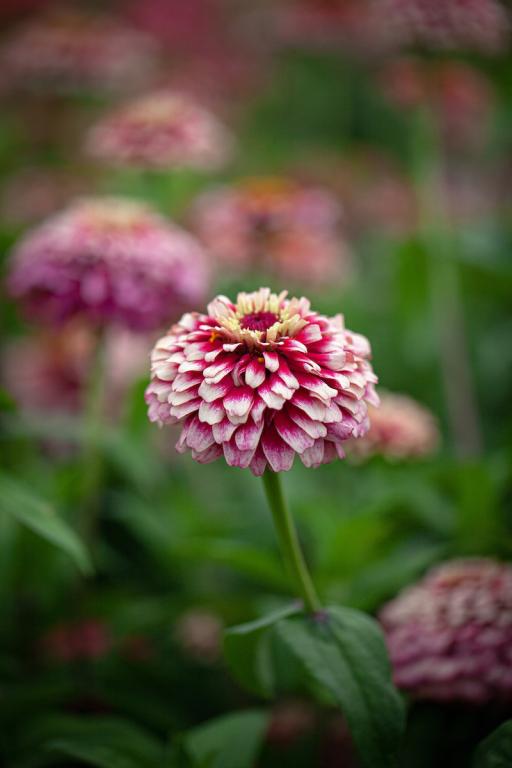 Zinnia elegans, 'Mazurkia'