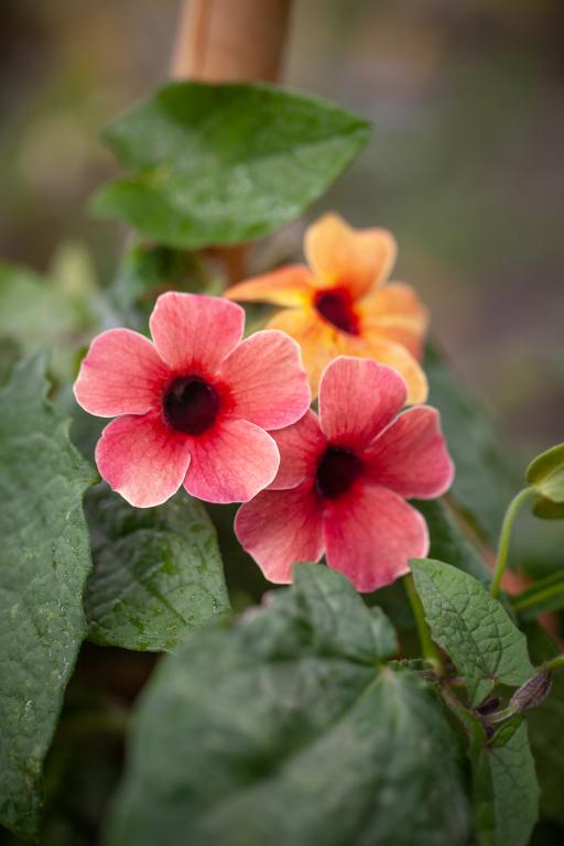 Thunbergia alata, 'African Sunset'