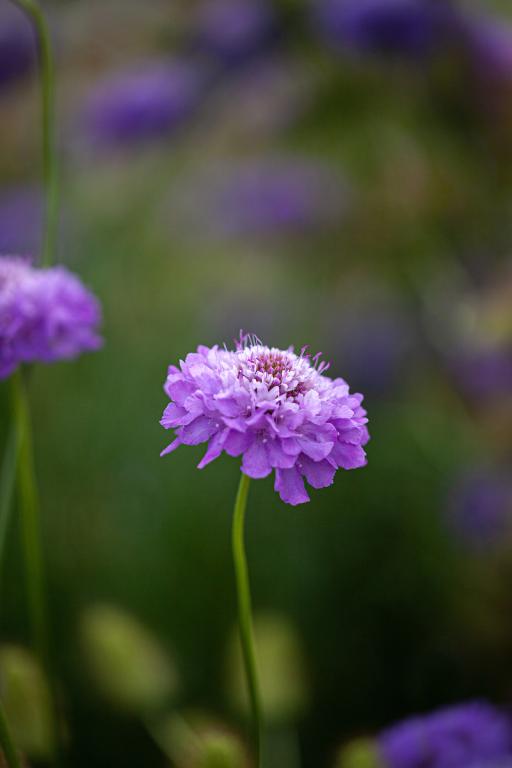 Scabiosa atropurpurea, 'Oxford Blue'