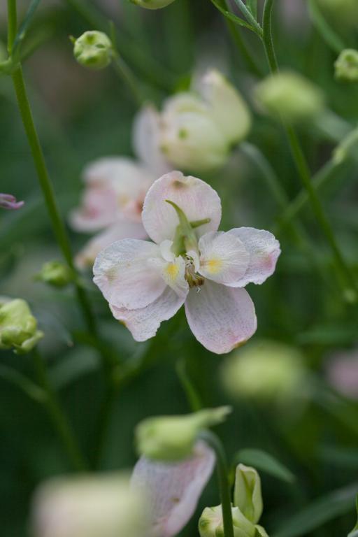 Delphinium chinensis, 'Pink Butterfly'