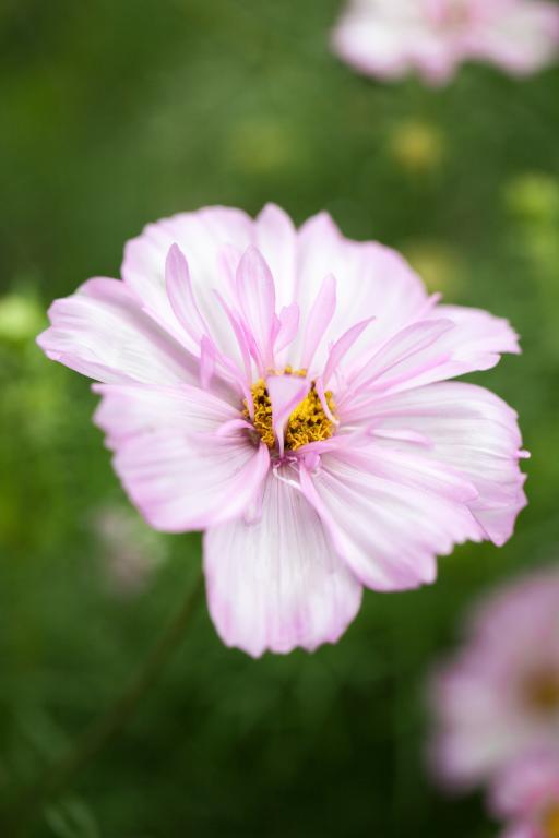 Cosmos bipinnatus, 'Cosimo Collarette'
