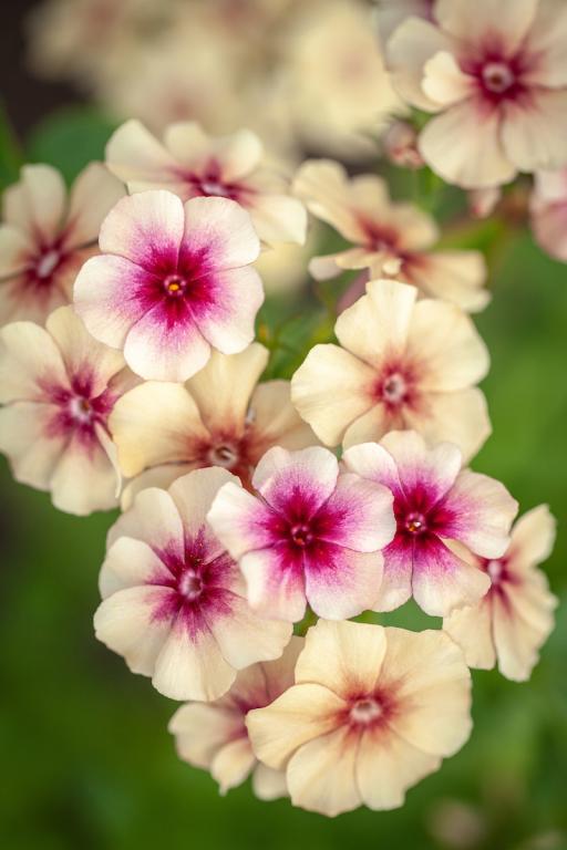 Phlox drummondii grandiflora, 'Cherry Caramel'