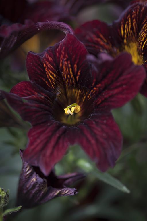 Salpiglossis sinuata, 'Black Trumpets'