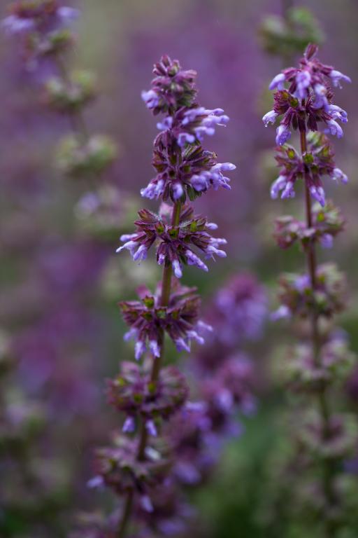 Salvia verticillata, 'Purple Fairy Tale'