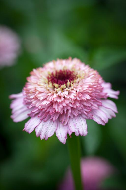 Zinnia elegans, 'Zinderella' Lilac
