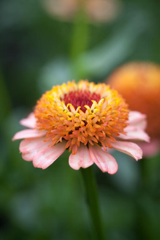 Zinnia elegans, 'Zinderella' Peach