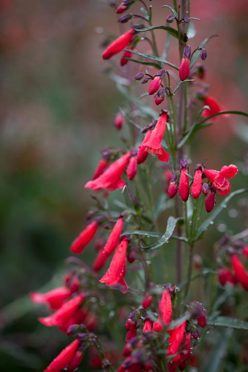 Penstemon barbatus, 'Twizzle Scarlet'