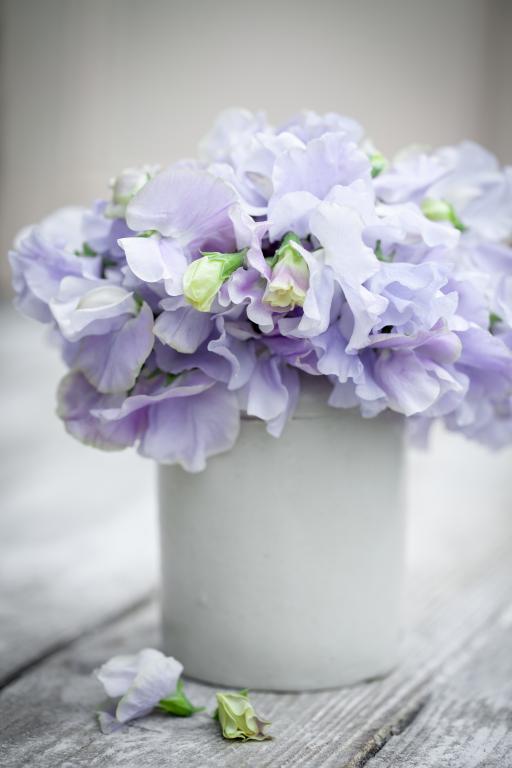 Lathyrus odoratus, 'Charlie's Angel'