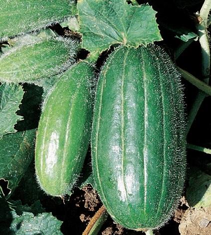 Carosello, 'Scopatizzo o Leccese'