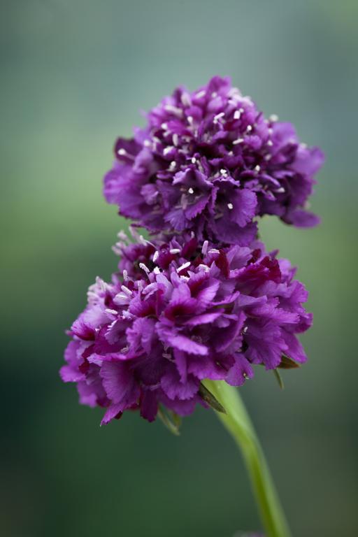 Scabiosa atropurpurea, 'Burgundy Beau'