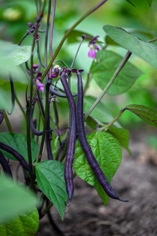 Bean, Dwarf French, 'Amethyst'