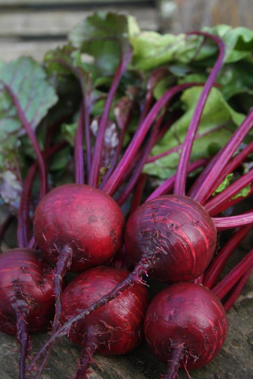 Beetroot, 'Boston'