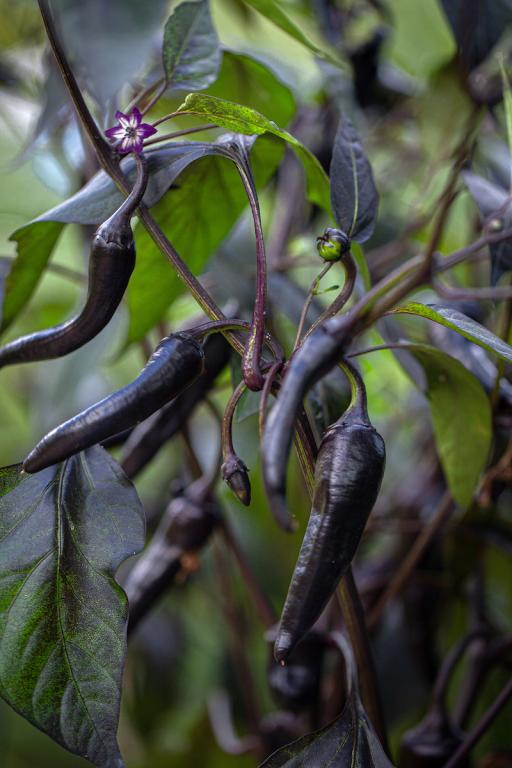 Capsicum, Chilli Pepper, 'Vampire'
