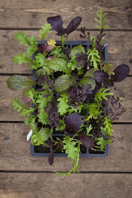 Salad Leaves Chiltern Seeds Mixes, 'Chiltern Seeds Fiery Mix'