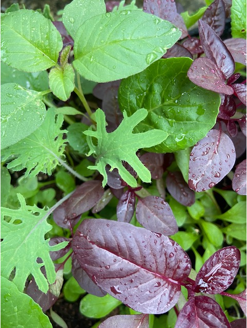 Salad Leaves Chiltern Seeds Mixes, 'Chiltern Seeds Mild Mix'