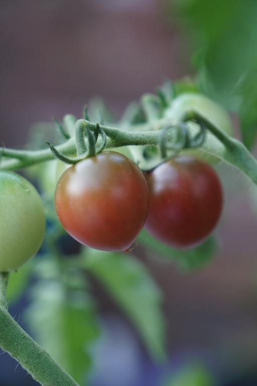 Tomato, Cherry, 'Rosella', F1 Hybrid