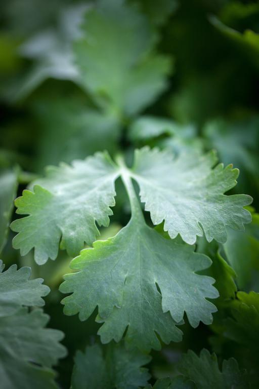Coriander, 'Calypso'