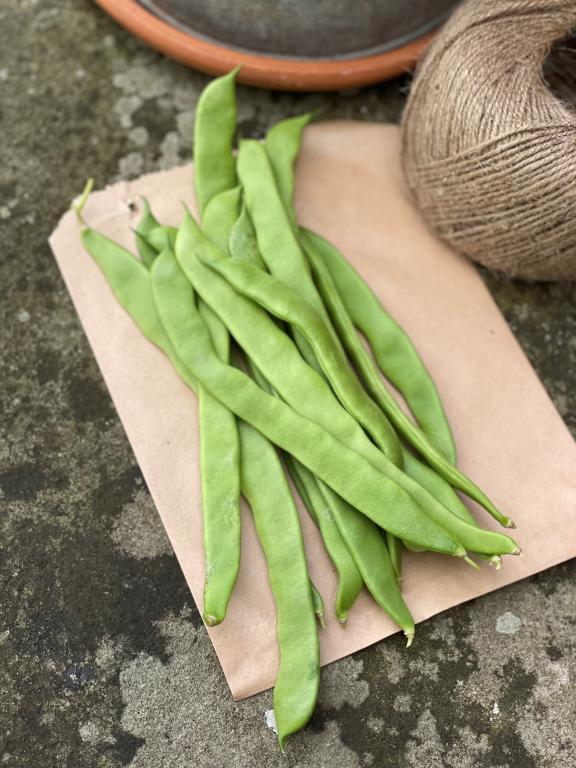 Bean, Climbing French, 'Helda'